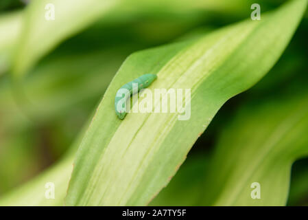 Ver vert sur les feuilles Banque D'Images