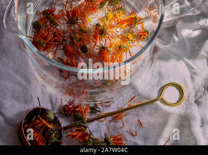 Calendula matin préparation du thé. La lumière du soleil sur la théière en verre avec calendula généraux. Banque D'Images