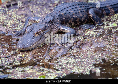 Baby alligator au soleil sur le bord d'un lac en Floride Banque D'Images