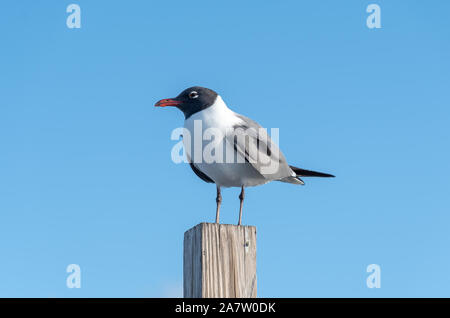 Une mouette rire perché sur un poster Banque D'Images