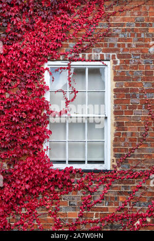 Du Parthenocissus tricuspidata. Boston ivy / réducteur japonais couvrant une maison à Woodstock, Oxfordshire, Angleterre Banque D'Images