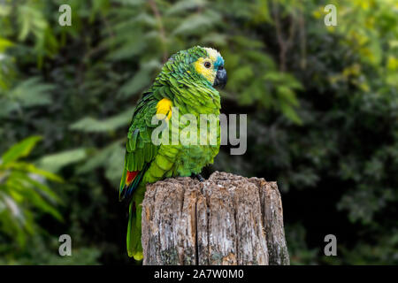 À la façade Turquoise turquoise / amazon / amazone à front à front bleu (Amazona aestiva) amazon, espèces d'Amérique du Sud d'amazon parrot Banque D'Images