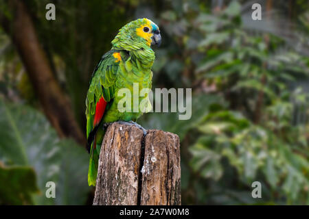 À la façade Turquoise turquoise / amazon / amazone à front à front bleu (Amazona aestiva) amazon, espèces d'Amérique du Sud d'amazon parrot Banque D'Images