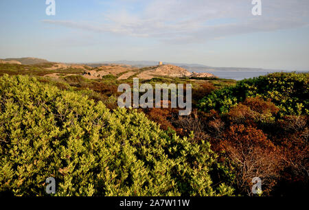 Vue panoramique sur la splendide côte sauvage et qui va de à Alghero Bosa, dans le nord de la Sardaigne, avec quelques fleurs chardon séché dans le foregro Banque D'Images