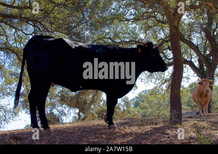 Deux vaches sur le pâturage sous les arbres à la recherche de l'appareil photo Banque D'Images