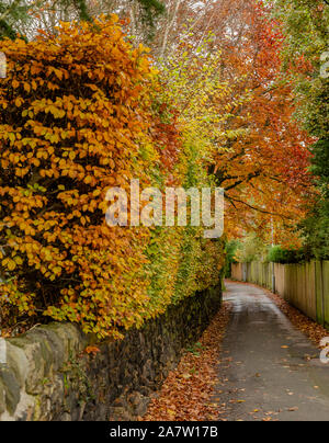 Une haie de hêtre en automne dans Baildon, Yorkshire, Angleterre. Banque D'Images