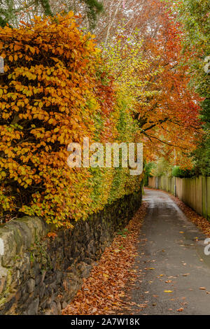 Une haie de hêtre en automne dans Baildon, Yorkshire, Angleterre. Banque D'Images