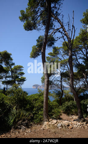 Pins dans le promontoire de Punta Giglio du Parc Naturel de Porto Conte près d'Alghero en Sardaigne, île. Capo Caccia falaise en arrière-plan Banque D'Images