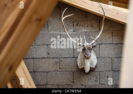 Tête de cerf monté taxidermie hanging on a rustic mur de béton. Selective Focus Banque D'Images