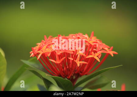 Blooming Ixora fleur dans le jardin avec un fond vert Banque D'Images
