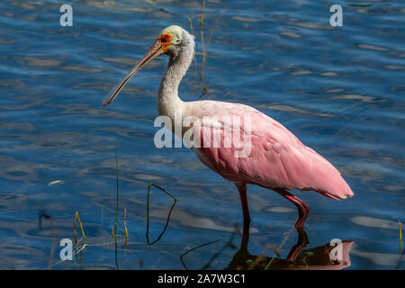 La recherche de nourriture Roseate spoonbill Banque D'Images