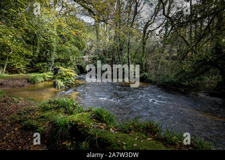 La rivière Fowey qui coule à travers le bois de forêts anciennes Draynes à Cornwall. Banque D'Images