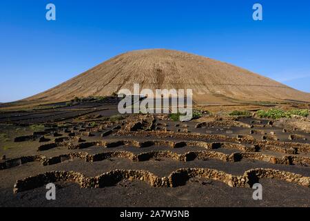 Vignes en face du volcan Montana Tinache, près de Tinajo, Lanzarote, îles Canaries, Espagne Banque D'Images