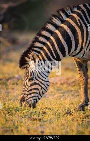 Le zèbre de Burchell (Equus quagga burchelli), manger, Moremi, Ngamiland, Botswana Banque D'Images