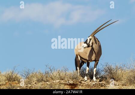 Gemsbok (Oryx gazella) mâle sur une crête rocheuse, Désert du Kalahari, Kgalagadi Transfrontier Park, Afrique du Sud Banque D'Images