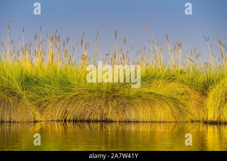 L'herbe Reed dans l'eau, paysage de marais dans le Delta de l'Okavango, Moremi, Ngamiland, Botswana Banque D'Images