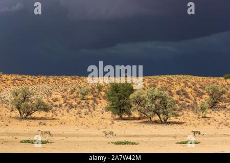 Le Guépard (Acinonyx jubatus), femme marchant devant ses deux oursons mâles subadultes, sur le sec et aride de la rivière Auob, derrière un orage Banque D'Images