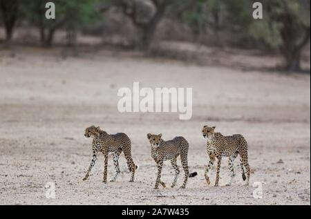 Le Guépard (Acinonyx jubatus), femelle et ses deux oursons mâles subadultes sur le sec et aride de la rivière Auob, sécheresse, Désert du Kalahari, le parc Kgalagadi Banque D'Images