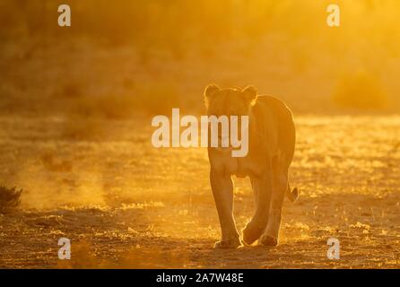 Lioness (Panthera leo), femme, marchant dans la lumière du matin, Désert du Kalahari, Kgalagadi Transfrontier Park, Afrique du Sud Banque D'Images