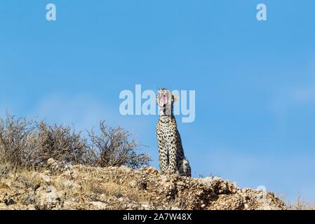 Leopard (Panthera pardus), les jeunes femmes, les bâillements sur une crête rocheuse, Désert du Kalahari, Kgalagadi Transfrontier Park, Afrique du Sud Banque D'Images