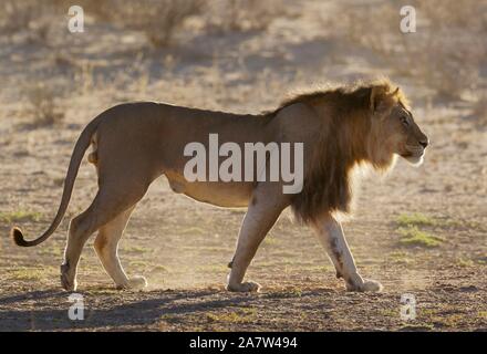 Lion à crinière noire (Panthera leo) vernayi, jeune homme marcher dans la rivière Auob à sec, Désert du Kalahari, Kgalagadi Transfrontier Park, Afrique du Sud Banque D'Images