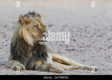 Lion à crinière noire (Panthera leo) vernayi, homme, Désert du Kalahari, Kgalagadi Transfrontier Park, Afrique du Sud Banque D'Images