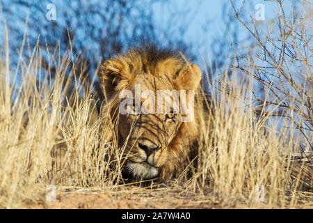 Lion à crinière noire (Panthera leo) vernayi, homme, repos, caché entre de l'herbe sèche, Désert du Kalahari, Kgalagadi Transfrontier Park, Afrique du Sud Banque D'Images