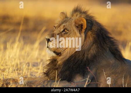 Lion à crinière noire (Panthera leo) vernayi, homme, le repos dans la lumière du matin, Désert du Kalahari, Kgalagadi Transfrontier Park, Afrique du Sud Banque D'Images