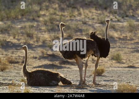Les autruches (Struthio camelus), trois femelles, de repos, Désert du Kalahari, Kgalagadi Transfrontier Park, Afrique du Sud Banque D'Images