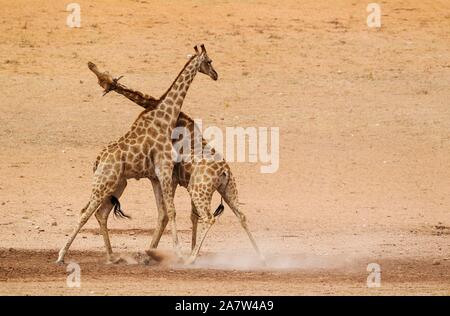 Le sud de girafes (Giraffa camelopardalis giraffa), la lutte contre les hommes de la rivière Auob sec et aride, Désert du Kalahari, le parc transfrontalier Kgalagadi Banque D'Images