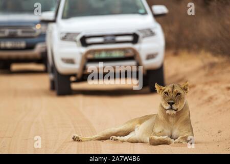 Lioness (Panthera leo), femme reposant sur une route, derrière elle des véhicules de tourisme sur une partie de route, désert du Kalahari, Kgalagadi Transfrontier Park, South Banque D'Images