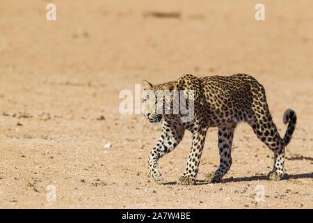 Leopard (Panthera pardus), jeune femme, la marche, le désert du Kalahari, Kgalagadi Transfrontier Park, Afrique du Sud Banque D'Images