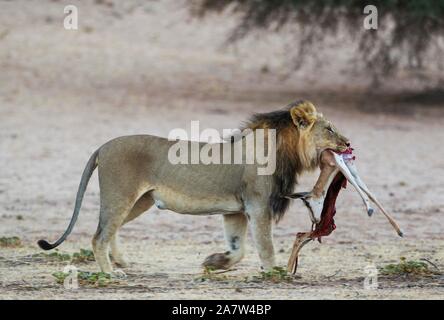 Lion à crinière noire (Panthera leo), homme vernayi avec vestiges d'une (sprinbok Antidorcas marsupialis), Désert du Kalahari, Kgalagadi Transfrontier Park Banque D'Images