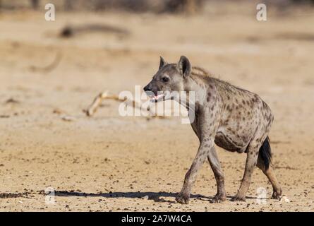 L'Hyène tachetée (Crocuta crocuta), randonnée pédestre, Désert du Kalahari, Kgalagadi Transfrontier Park, Afrique du Sud Banque D'Images