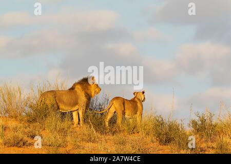 Les lions à crinière noire vernayi (Panthera leo), paire d'animaux, hommes et femmes, en observant leur environnement à partir de la crête d'une dune de sable d'herbe Banque D'Images