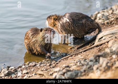 Le ragondin, Myocastor coypus, coipu ou dans le parc de la ville de Melnik Banque D'Images