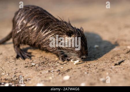 Le ragondin, Myocastor coypus, coipu ou dans le parc de la ville de Melnik Banque D'Images