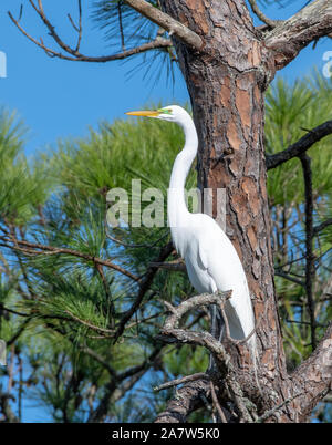 Grande aigrette perchée dans un arbre Banque D'Images