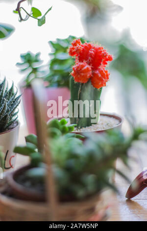 Lune des cactus viennent dans des couleurs vives de rose rouge, orange et même un presque néon jaune. Ils sont vendus comme plantes cadeaux et faire l Banque D'Images