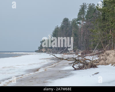 Ligne de côte Lielupe debouchment à mer Baltique après tempête avec des arbres tombés durant le gel de l'hiver avec des tons gris et ciel nuageux Banque D'Images