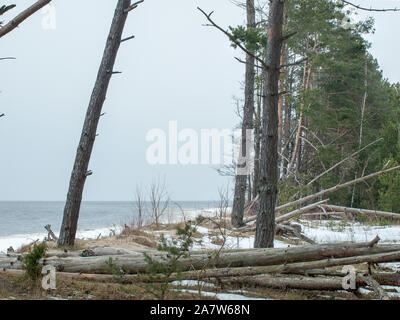 Ligne de côte Lielupe debouchment à mer Baltique après tempête avec des arbres tombés durant le gel de l'hiver avec des tons gris et ciel nuageux Banque D'Images