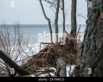 Ligne de côte Lielupe debouchment à mer Baltique après tempête avec des arbres tombés durant le gel de l'hiver avec des tons gris et ciel nuageux Banque D'Images