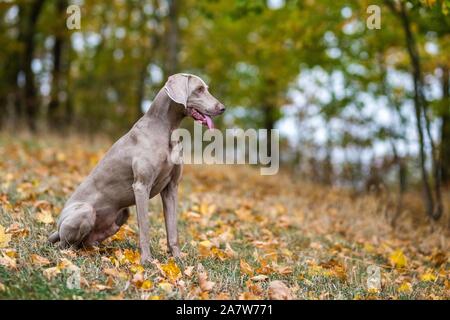 Braque de poser sur une prairie dans les feuilles d'automne Banque D'Images