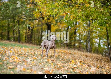 Braque de poser sur une prairie dans les feuilles d'automne Banque D'Images