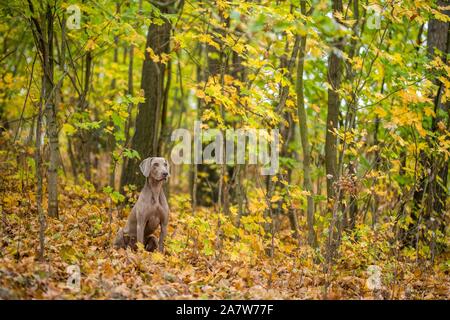 Braque de poser sur une prairie dans les feuilles d'automne Banque D'Images