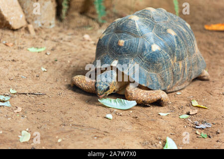 Portrait d'une belle, tortue géante Banque D'Images