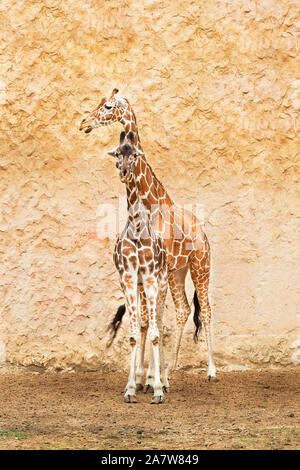 Girafe sur un mur jaune Banque D'Images