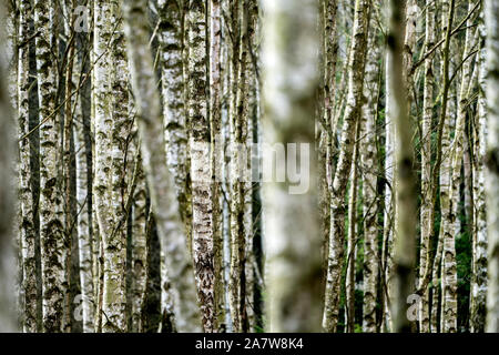 Forêt de bouleaux comme un enterrement naturelles tombe, Warburg, Weser Uplands, Thuringe, Hesse, Allemagne Banque D'Images