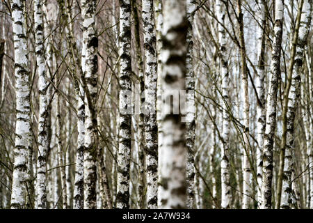 Forêt de bouleaux comme un enterrement naturelles tombe, Warburg, Weser Uplands, Thuringe, Hesse, Allemagne Banque D'Images