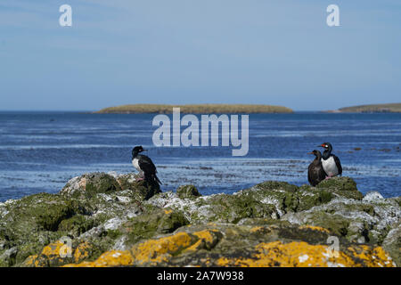 Shag Rock (Phalacrocorax magellanicus) debout sur les falaises de l'île sombre dans les îles Falkland Banque D'Images